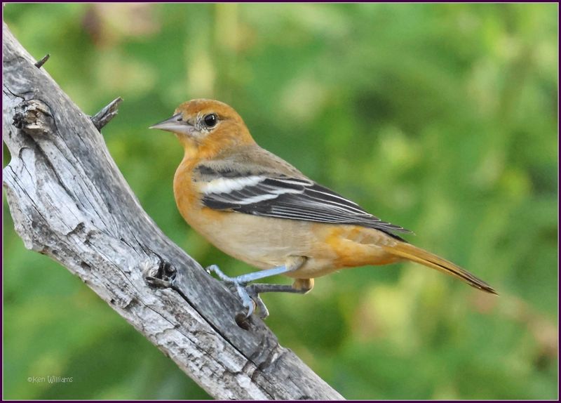 Baltimore Oriole, Rogers Co yard, OK, 8-24-2024_2731z.jpg