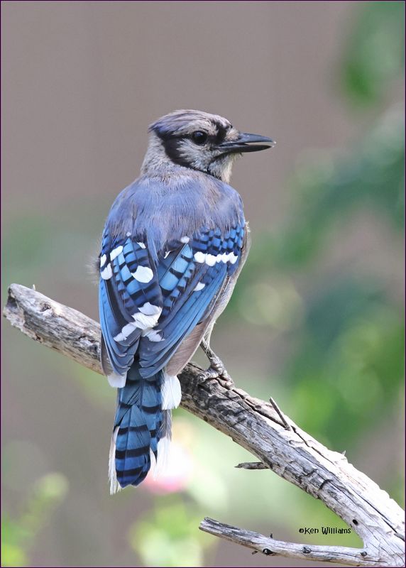 Blue Jay, Rogers Co yard, OK, 8-4-2024_2191z.jpg