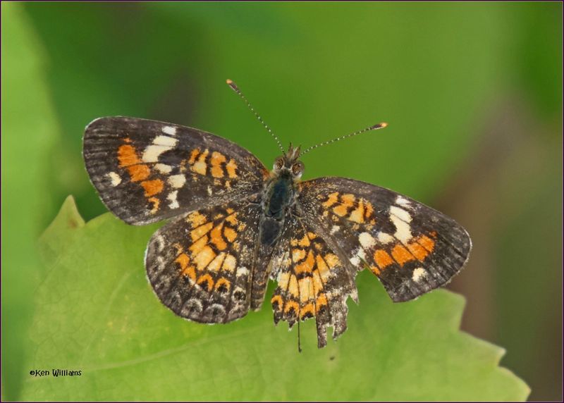 Phaon Crescent, Wagoner Co, OK, 8-21-2024_2465z.jpg