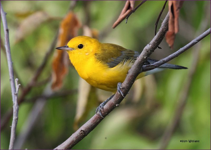 Prothonotary Warbler, Wagoner Co, OK, 8-21-2024_2327z.jpg