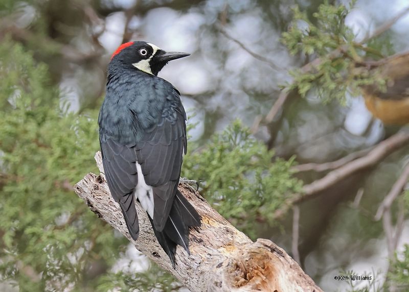 Acorn Woodpecker, Paradise, AZ. 9-2-2024_5872z.jpg
