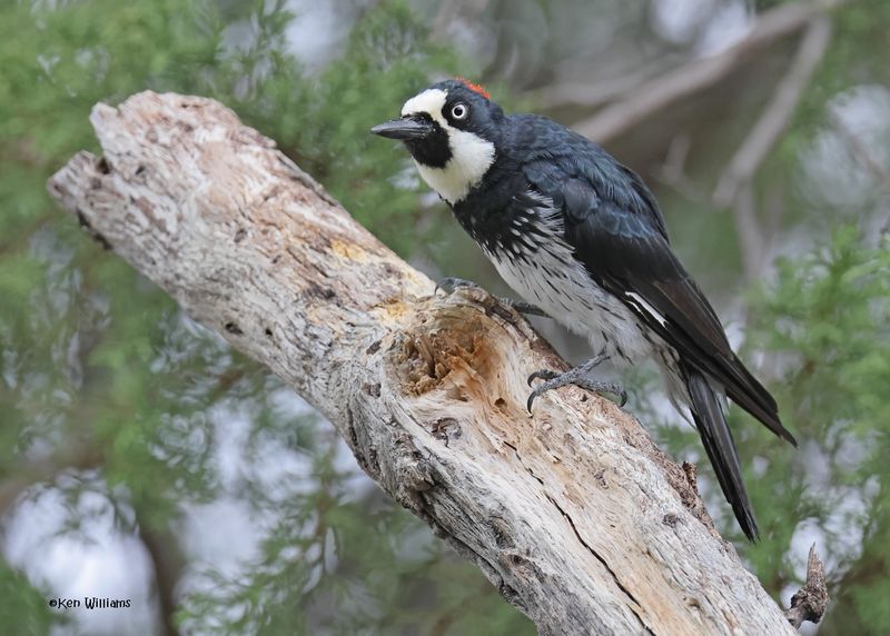 Acorn Woodpecker, Paradise, AZ. 9-2-2024_5936z.jpg