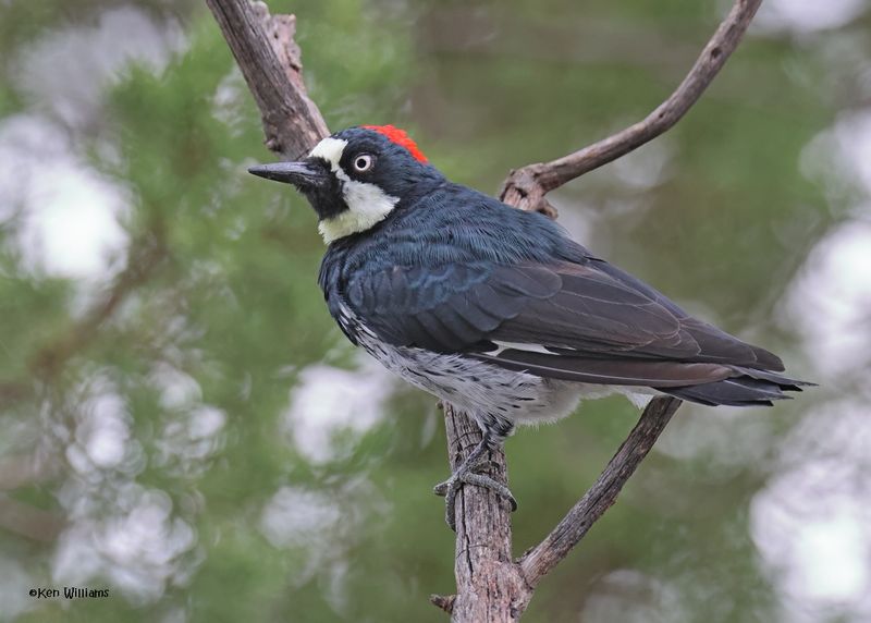 Acorn Woodpecker, Paradise, AZ. 9-2-2024_5945z.jpg