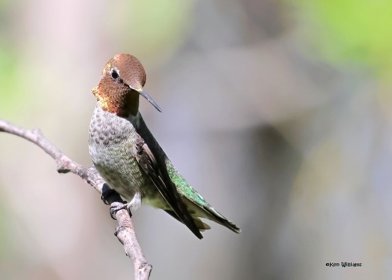 : Anna's Hummingbird :