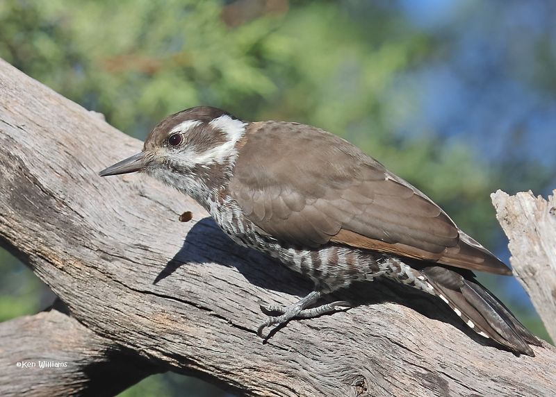 : Arizona Woodpecker :