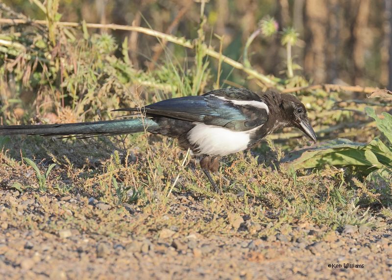 Black-billed Magpie, Eagle Nest, NM, 9-12-2024_6514z.jpg