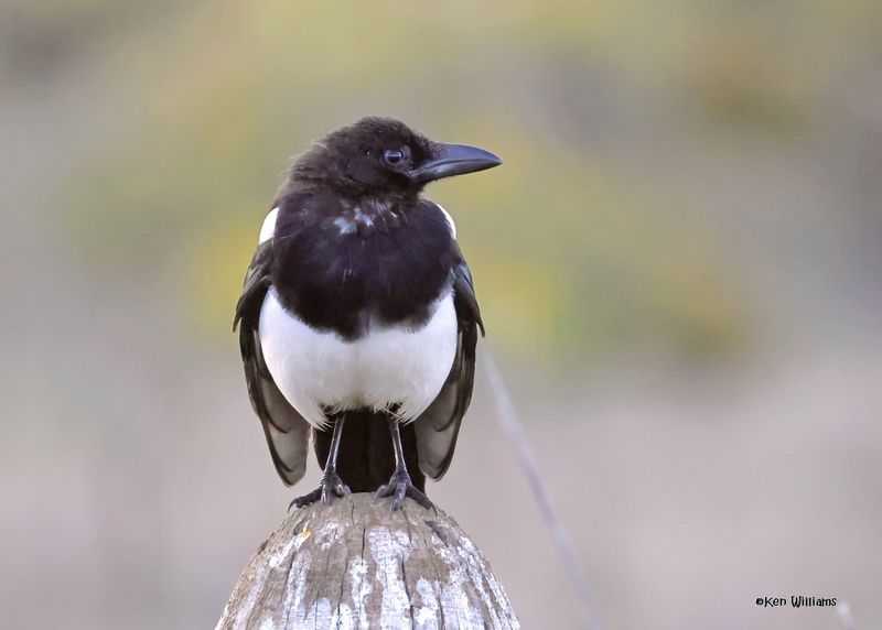 Black-billed Magpie, Eagle Nest, NM, 9-13-2024_6538zD.jpg