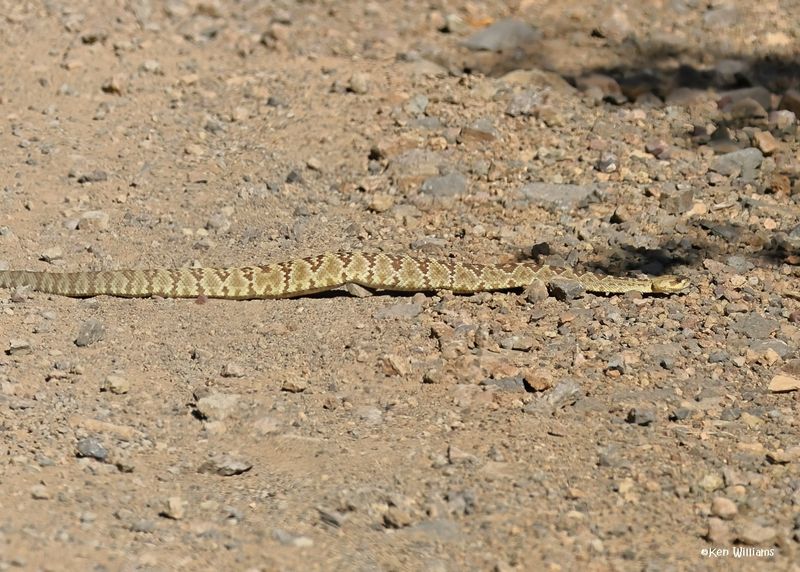 Black-tailed Rattlesnake, Barfoot Park, AZ. 9-5-2024_9212zD.jpg