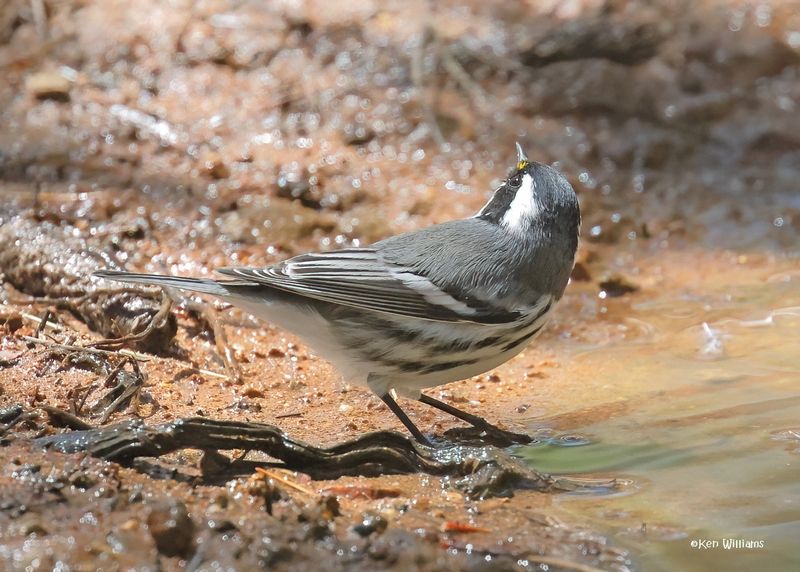 Black-throated Gray Warbler male, Barfoot Park, AZ. 9-3-2024_7001zD.jpg