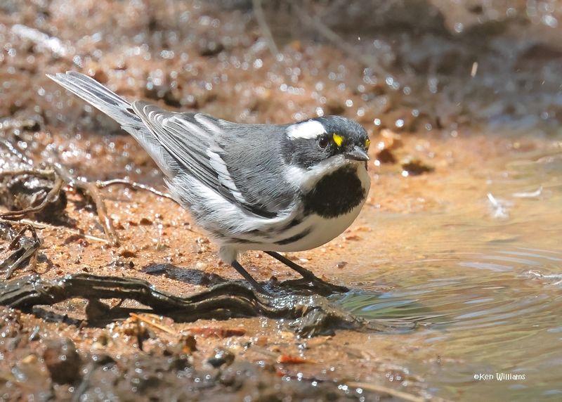 Black-throated Gray Warbler male, Barfoot Park, AZ. 9-3-2024_7005zD.jpg