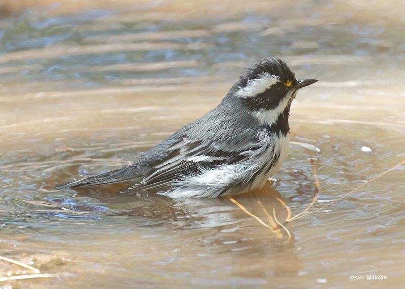 Black-throated Gray Warbler male, Barfoot Park, AZ. 9-3-2024_7039zD.jpg