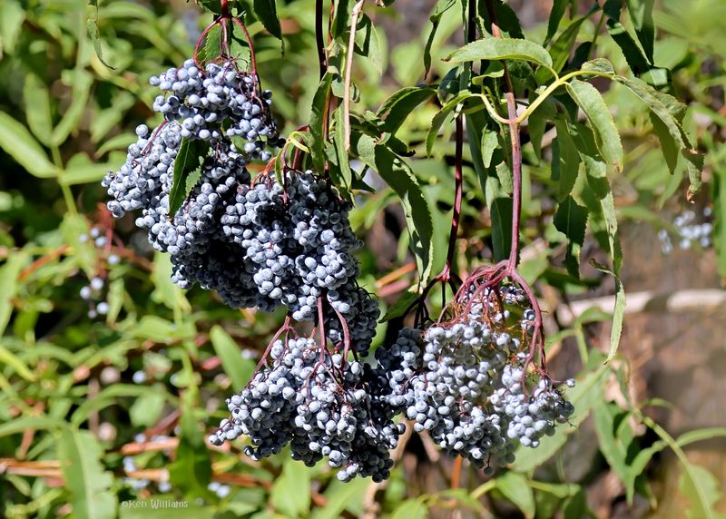 Blue Elderberry, Barfoot Park, AZ. 9-3-2024_7483z.jpg
