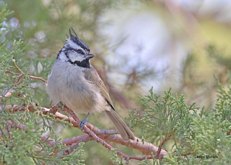 Bridled Titmouse, Paradise, AZ, 9-6-2024_0308z.jpg