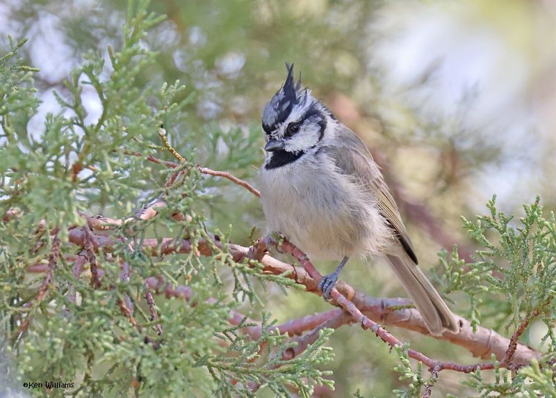 Bridled Titmouse, Paradise, AZ, 9-6-2024_0312z.jpg