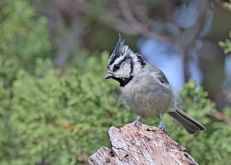 Bridled Titmouse, Paradise, AZ, 9-6-2024_1738zD.jpg