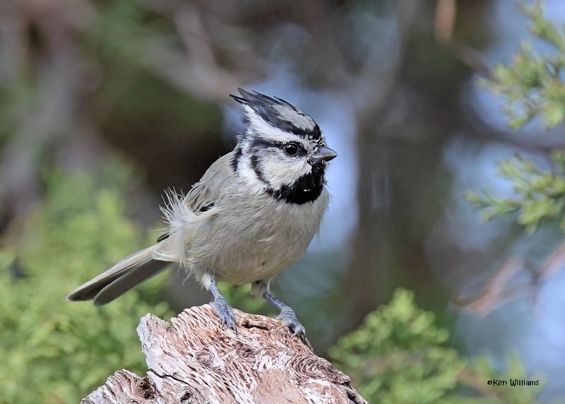 Bridled Titmouse, Paradise, AZ, 9-6-2024_1753zD.jpg