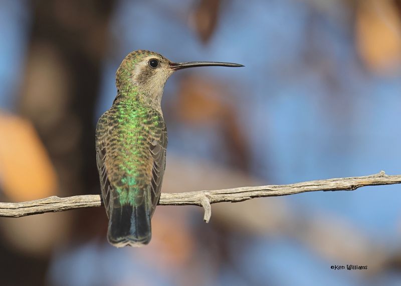 Broad-billed Hummingbird female, Ash Canyon, Sierra Vista, AZ.  9-8-2024_4790z.jpg
