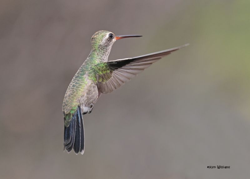Broad-billed Hummingbird female, Paradise, AZ. 9-1-2024__4596z.jpg
