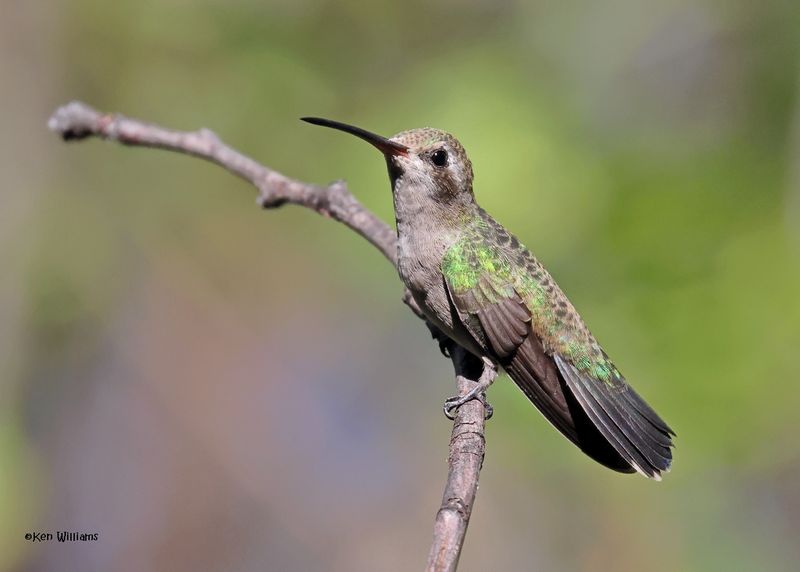 Broad-billed Hummingbird female, Patagonia, AZ, 9-9-2024_5094z.jpg