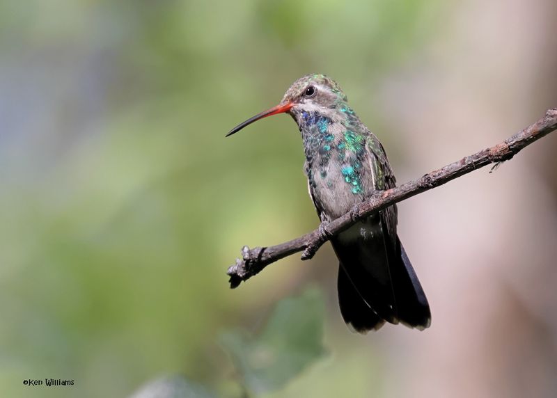 Broad-billed Hummingbird immature male, Patagonia, AZ, 9-9-2024_5336z.jpg