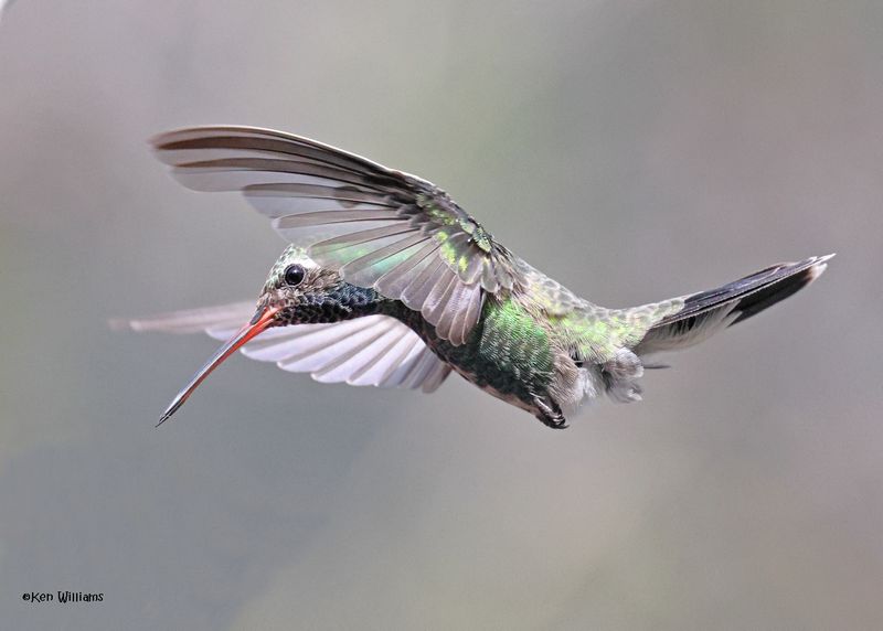 Broad-billed Hummingbird male, Paradise, AZ, 9-6-2024_1290z.jpg