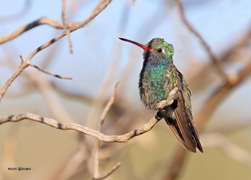Broad-billed Hummingbird male, Paradise, AZ, 9-6-2024_2175z.jpg