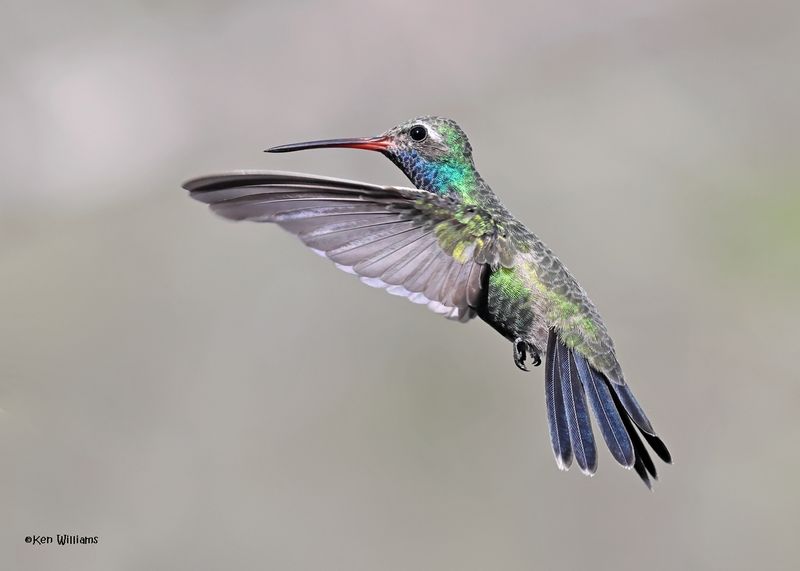 Broad-billed Hummingbird male, Paradise, AZ. 4 9-4-2024_8475z.jpg