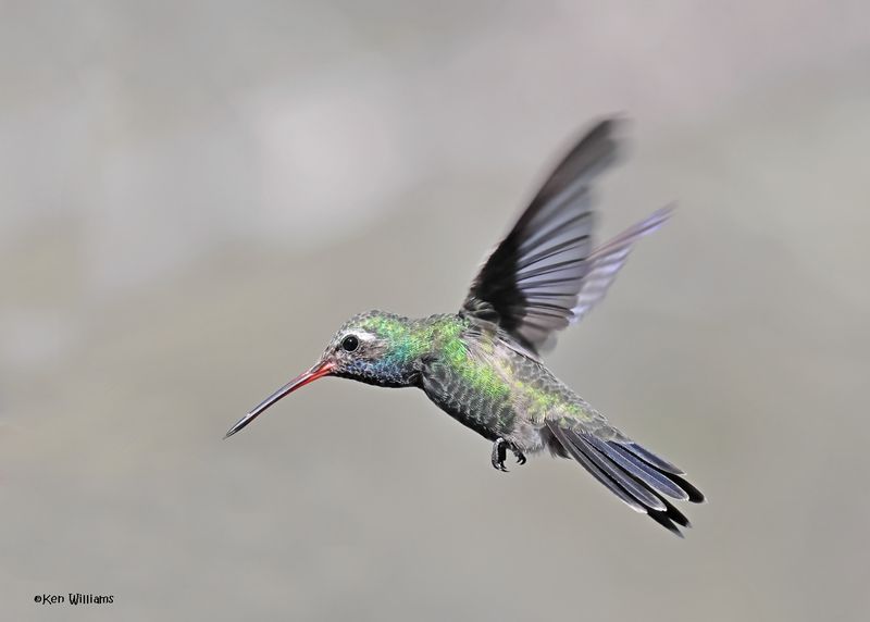 Broad-billed Hummingbird male, Paradise, AZ. 4 9-4-2024_8503z.jpg