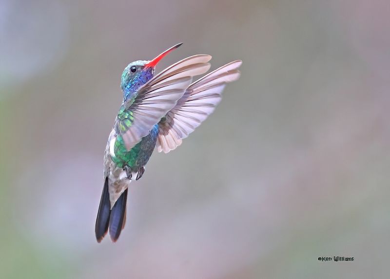 Broad-billed Hummingbird male, Paradise, AZ. 9-1-2024_4302zD.jpg