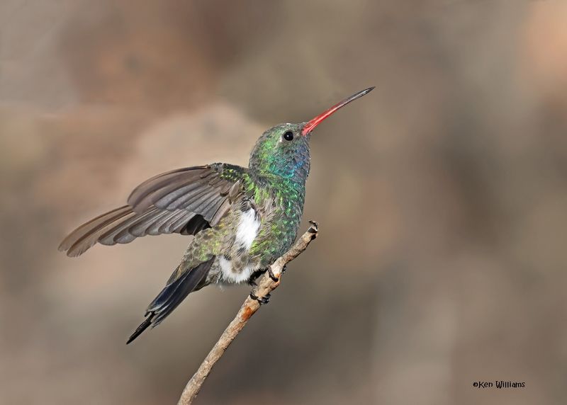 Broad-billed Hummingbird male, Paradise, AZ. 9-2-2024_6625z.jpg