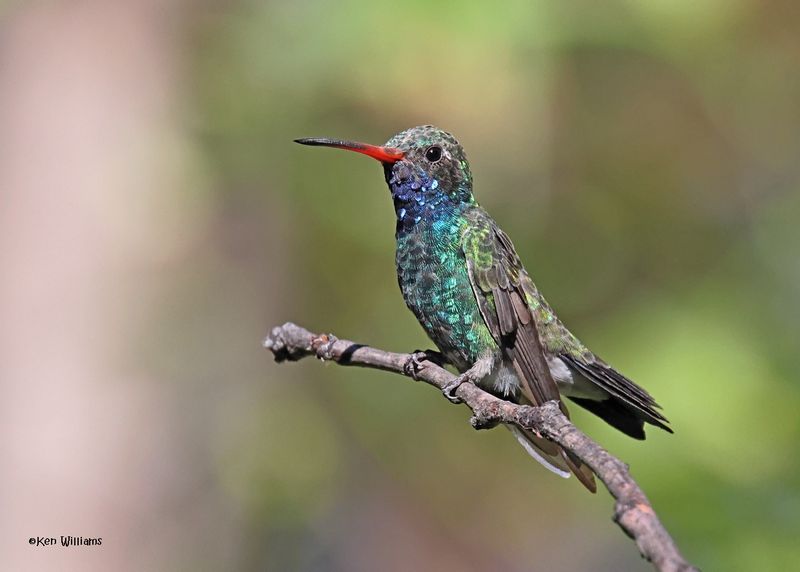 Broad-billed Hummingbird male, Patagonia, AZ, 9-9-2024_5105z.jpg
