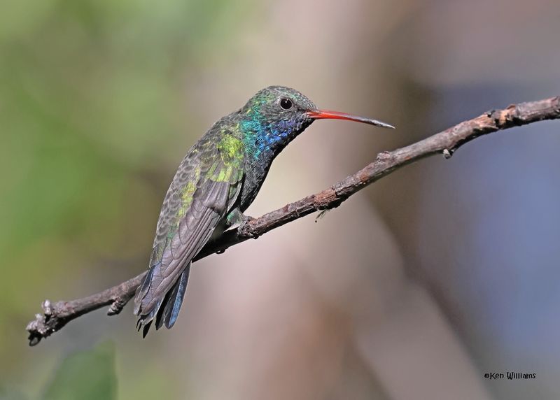 Broad-billed Hummingbird male, Patagonia, AZ, 9-9-2024_5119z.jpg