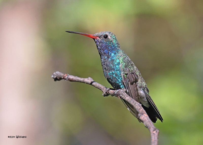 Broad-billed Hummingbird male, Patagonia, AZ, 9-9-2024_5131z.jpg