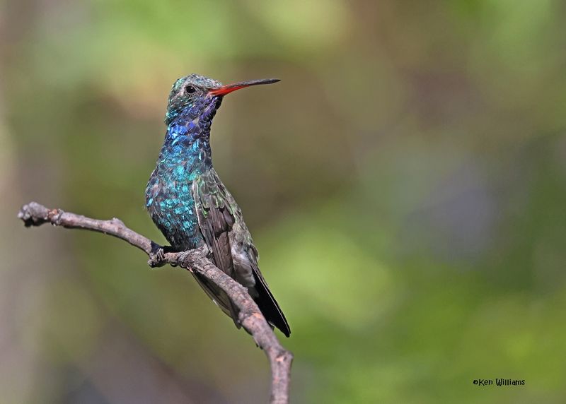 Broad-billed Hummingbird male, Patagonia, AZ, 9-9-2024_5149z.jpg