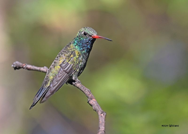 Broad-billed Hummingbird male, Patagonia, AZ, 9-9-2024_5204z.jpg