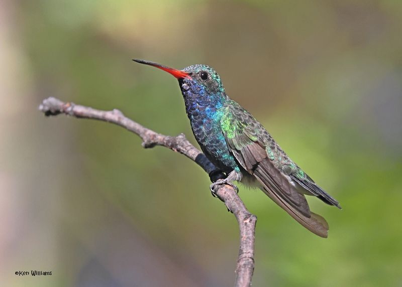 Broad-billed Hummingbird male, Patagonia, AZ, 9-9-2024_5223z.jpg