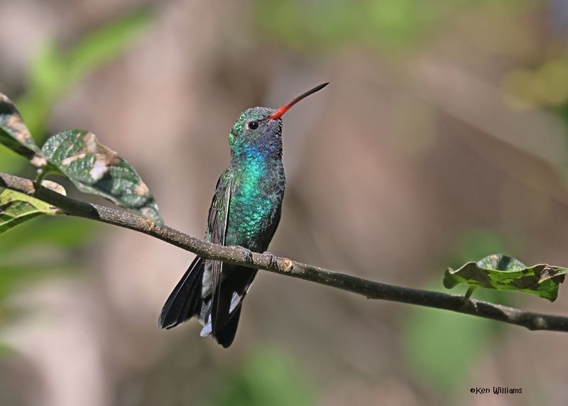 Broad-billed Hummingbird male, Patagonia, AZ, 9-9-2024_5304z.jpg