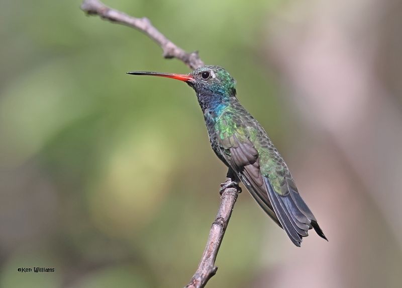 :Broad-billed Hummingbird: