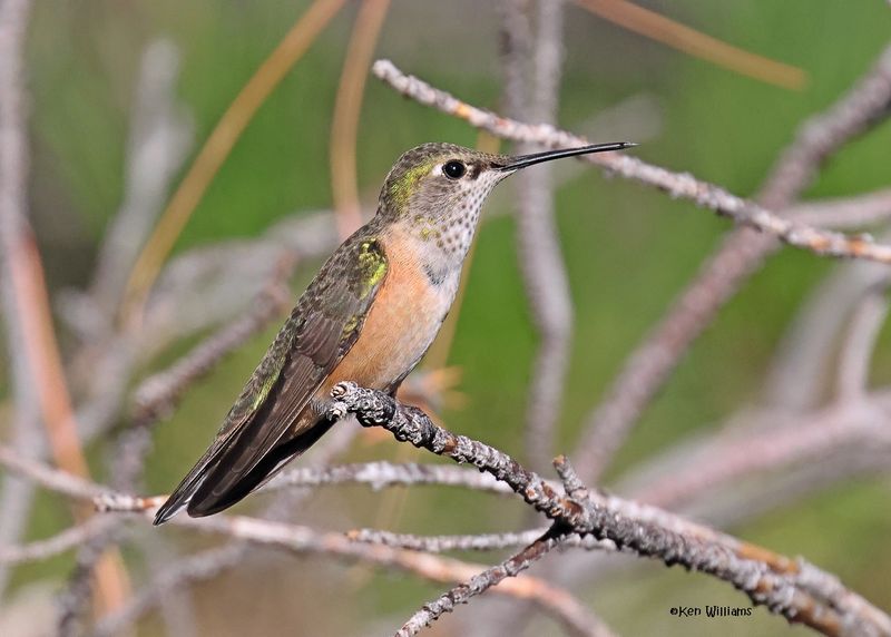 Broad-tailed Hummingbird female, Paradise, AZ. 9-3-2024_7656z.jpg