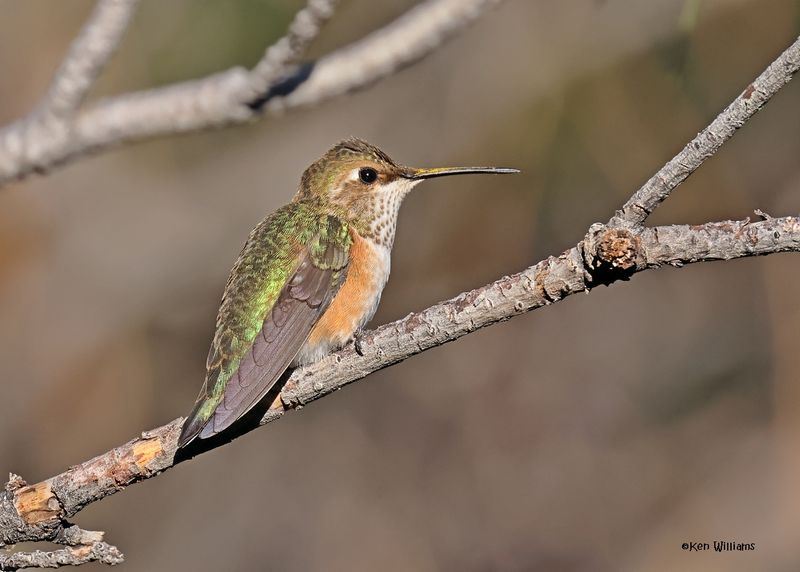 Broad-tailed Hummingbird female, Paradise, AZ. 9-3-2024_7749z.jpg