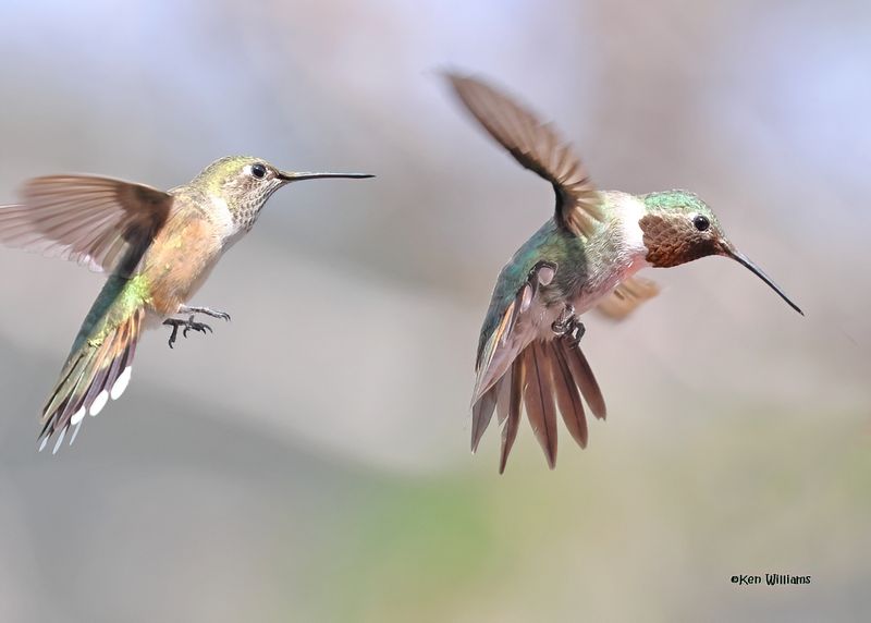 Broad-tailed Hummingbird female & male, Paradise, AZ, 9-6-2024_1201zD.jpg