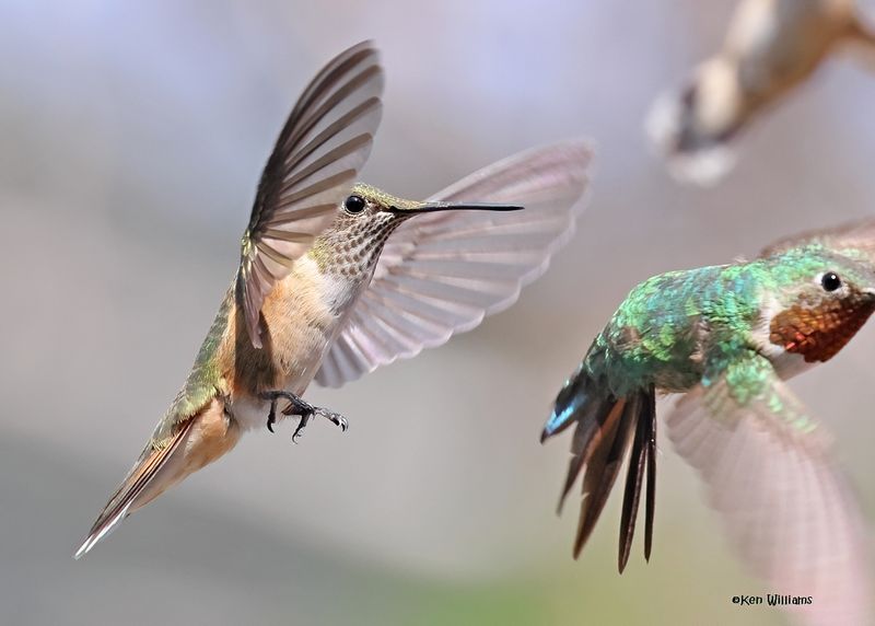 Broad-tailed Hummingbird female & male, Paradise, AZ, 9-6-2024_1202zD.jpg