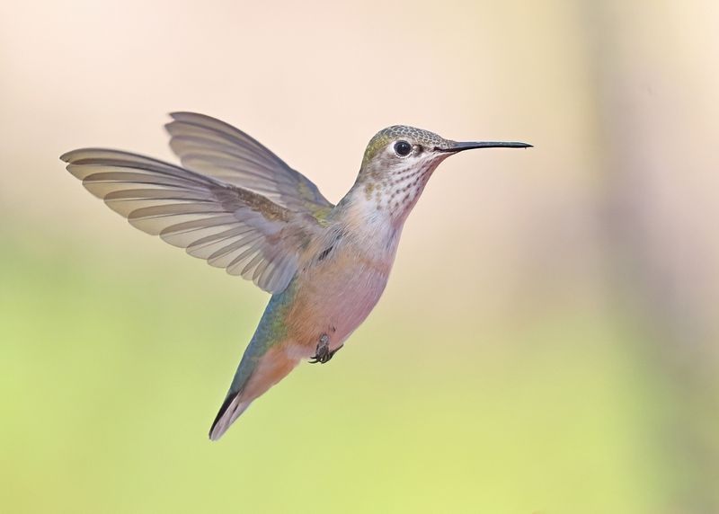 Broad-tailed Hummingbird female, Ash Canyon, Sierra Vista, AZ. 9-8-2024_4431zD.jpg