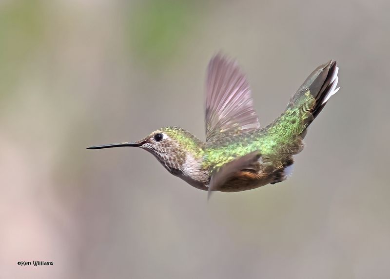 Broad-tailed Hummingbird female, Paradise, AZ, 9-6-2024_1631zD.jpg