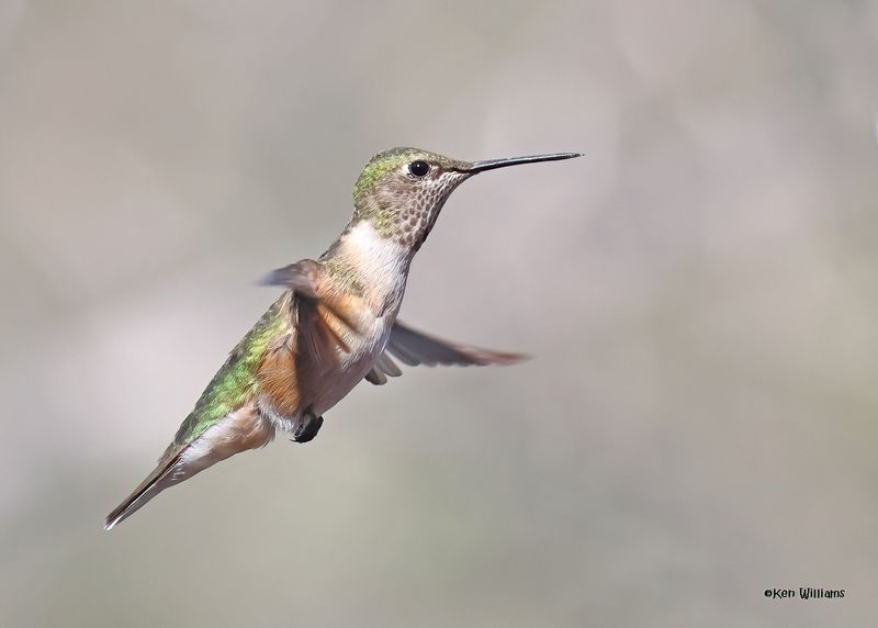 Broad-tailed Hummingbird female, Paradise, AZ, 9-6-2024_1812zD-low-light.jpg