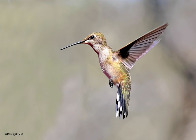 Broad-tailed Hummingbird female, Paradise, AZ. 4 9-4-2024_8071z.jpg