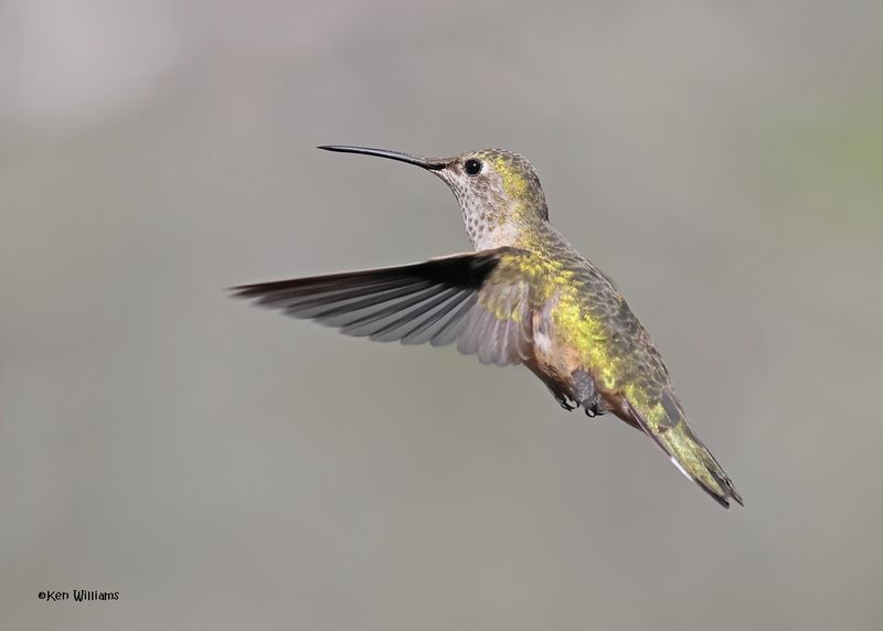 Broad-tailed Hummingbird female, Paradise, AZ. 4 9-4-2024_8529z.jpg