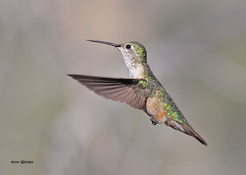 Broad-tailed Hummingbird female, Paradise, AZ. 4 9-4-2024_8958z.jpg