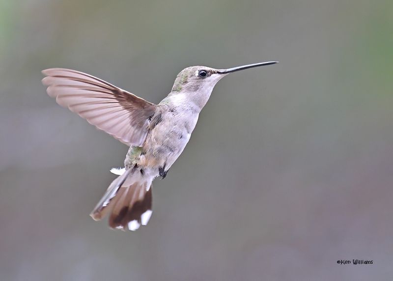 Broad-tailed Hummingbird female, Paradise, AZ. 9-1-2024__4314zD.jpg