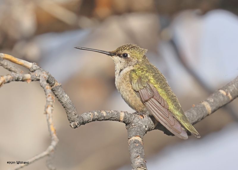 Broad-tailed Hummingbird female, Paradise, AZ. 9-2-2024_6602z.jpg